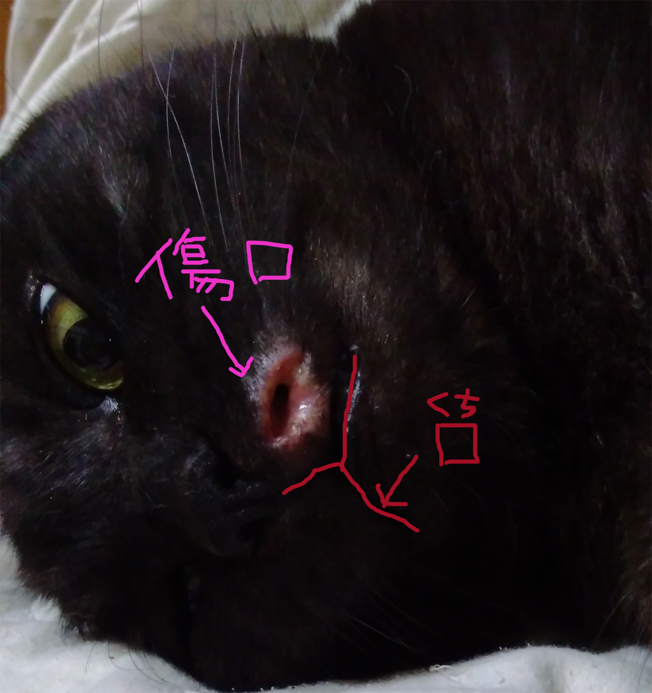 猫傷002
