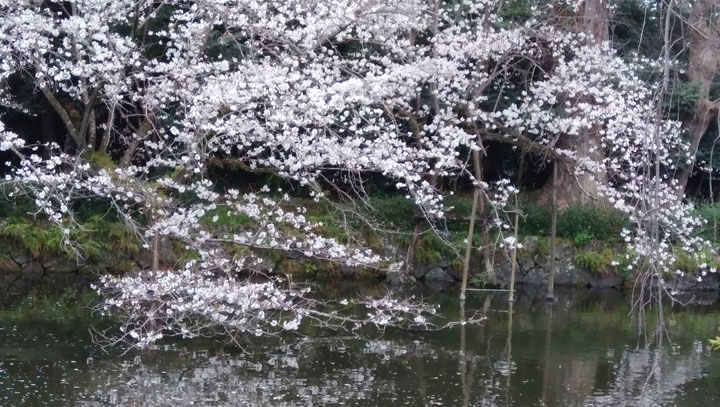 桜2025